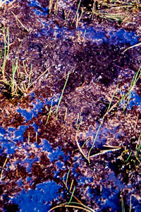 Water logged peat